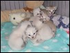 Carinas kittens 16 days